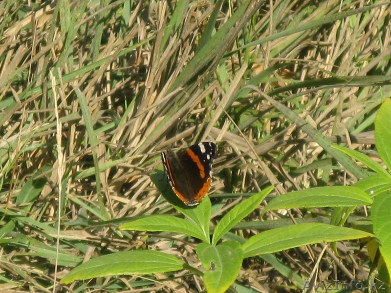 Сдам отапливаемую комнату в хорошей времянке.Юго-В.Недалеко от Жумабаева - Изображение #1, Объявление #1330049