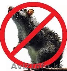 Уничтожение грызунов и насекомых Астана - Изображение #1, Объявление #1329694