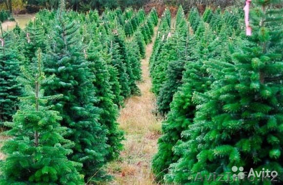 Елки пушистые оптом в казахстане - Изображение #1, Объявление #1331741