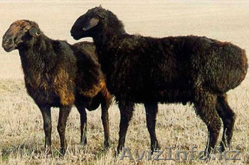 Продам баранов курдючных пород - Изображение #1, Объявление #1332779