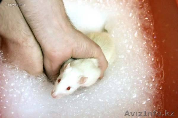 ПРОДАМ КРЫСУ С КЛЕТКОЙ - Изображение #1, Объявление #1331666