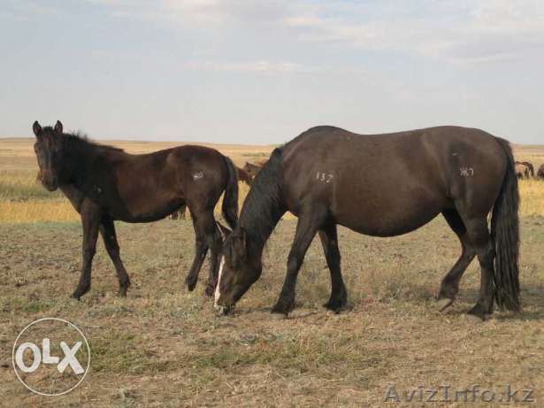 Продам лошадей конину согым - Изображение #1, Объявление #1331697