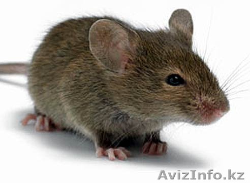 Дезинфекция и дезинсекция - Изображение #1, Объявление #1378508