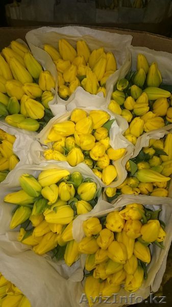 Цветы Голландские Тюльпаны - Изображение #1, Объявление #1374890