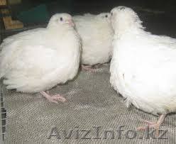 Перепела, перепёлки, перепёлочки!!! - Изображение #1, Объявление #1407983