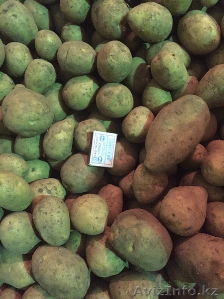 Качественный Картофель  - Изображение #1, Объявление #1384643