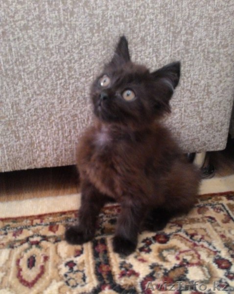 Отдам котенка в добрые руки | Бесплатное объявление - Изображение #1, Объявление #1492533