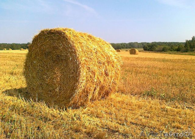 Продам прессованную солому в рулонах - Изображение #1, Объявление #1490881