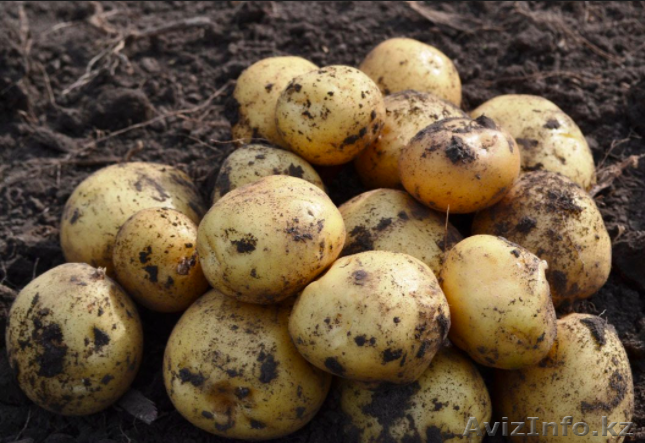 Картофель оптом  5 от производителя! - Изображение #1, Объявление #1504948