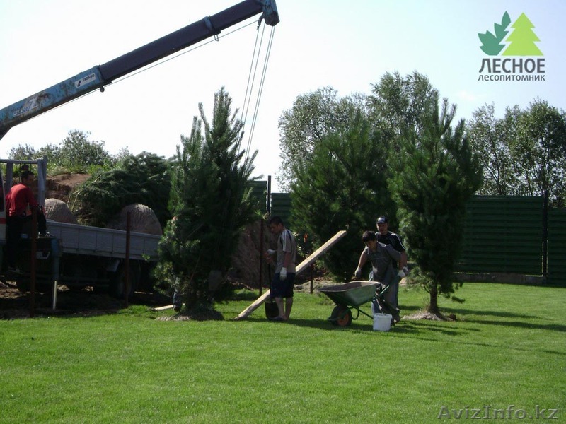 озеленение участка астана - Изображение #1, Объявление #1519299