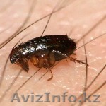 избавим от клопов,тараканов,мышей и т.д, дезинфекция - Изображение #1, Объявление #1518271