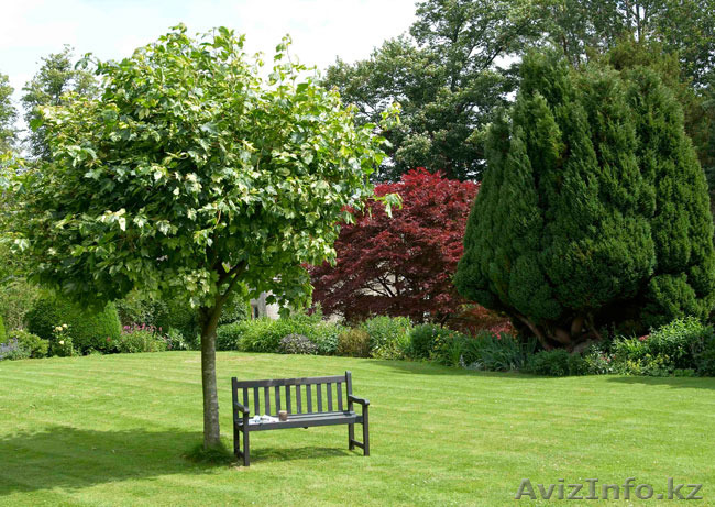 посадка хвойных деревьев астана - Изображение #1, Объявление #1519345