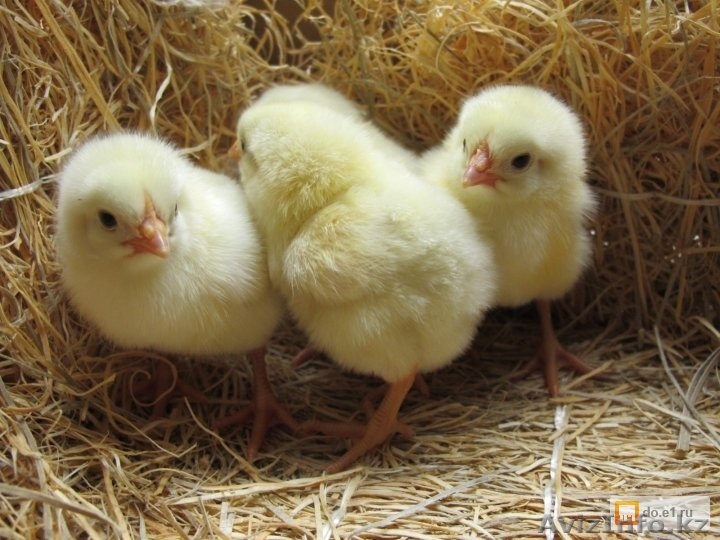 Инкубационное яйцо (бройлер) ROSS 308  - Изображение #1, Объявление #1518726