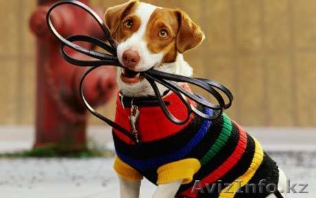 Выгул собак! В городе! - Изображение #1, Объявление #1527824