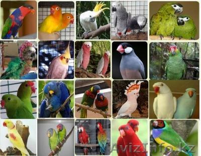   Детские попугаи и плодородные яйца - Изображение #1, Объявление #1566881