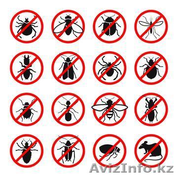 Уничтожение клопов, блох, тараканов  - Изображение #1, Объявление #1597048