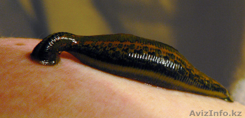 Продаются аптечные пиявки Астана - Изображение #1, Объявление #1603385