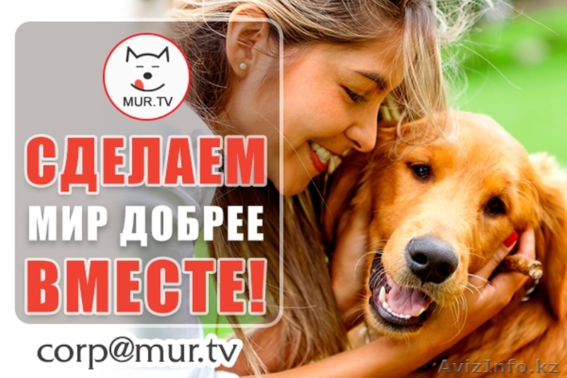 Помощь животным - Изображение #1, Объявление #1615025