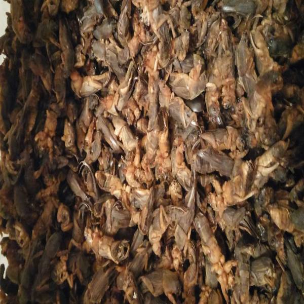 продам правильно высушенную медведку для лечения туберкулеза - Изображение #1, Объявление #1261185