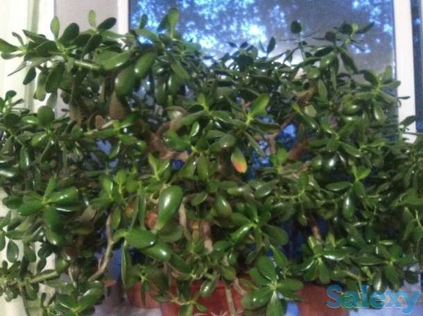 Денежное дерево толстянка - Изображение #1, Объявление #1661648