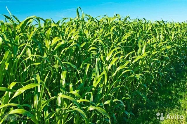 Суданская трава - Изображение #1, Объявление #1695183