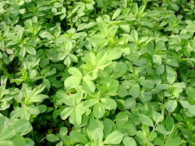 Люцерна - Изображение #1, Объявление #1695181