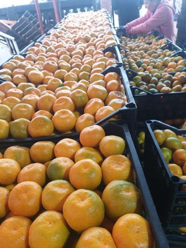 Мандарин - Изображение #1, Объявление #1719066