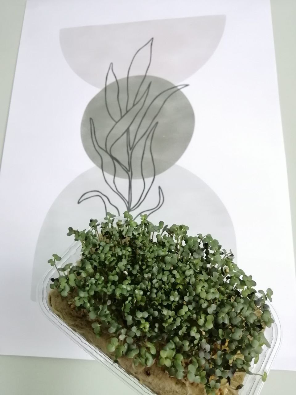 Микрозелень в наличии и по предзаказу - Изображение #1, Объявление #1742594