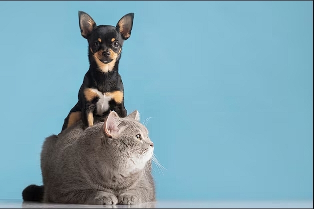 Перевозка собак и кошек из Казахстана в США и Канаду с Delivery Animal - Изображение #1, Объявление #1748452