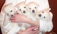 Купить щенка Вест хайленд уайт терьер - Изображение #1, Объявление #1222119
