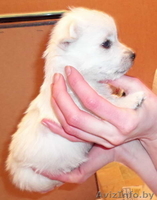 Купить щенка Вест хайленд уайт терьер - Изображение #6, Объявление #1222119