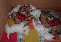 Купить щенка Вест хайленд уайт терьер - Изображение #8, Объявление #1222119