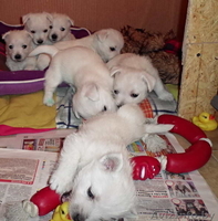 Купить щенка Вест хайленд уайт терьер - Изображение #9, Объявление #1222119