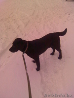 Собаку Лабрадор Ретривер - Изображение #1, Объявление #20950