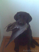 Собаку Лабрадор Ретривер - Изображение #2, Объявление #20950