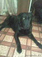 Собаку Лабрадор Ретривер - Изображение #3, Объявление #20950