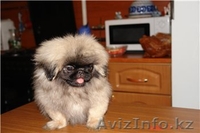 Кабели Пекинес и Японский Хин, щенки Пекинес - Изображение #2, Объявление #49129