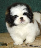 Кабели Пекинес и Японский Хин, щенки Пекинес - Изображение #3, Объявление #49129