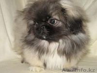 Кабели Пекинес и Японский Хин, щенки Пекинес - Изображение #1, Объявление #49129