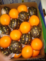 фрукты оптом  - Изображение #3, Объявление #59213