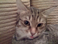 Ищу новых хозяев для кошек и котов - Изображение #1, Объявление #57832