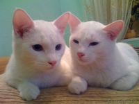 Ищу новых хозяев для кошек и котов - Изображение #2, Объявление #57832