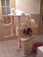 Ищу новых хозяев для кошек и котов - Изображение #3, Объявление #57832