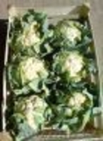 Продам польский  Морковь ,Капуста белокочанная, крупным оптом  - Изображение #2, Объявление #54585