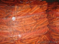 Продам польский  Морковь ,Капуста белокочанная, крупным оптом  - Изображение #1, Объявление #54585