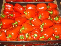 Польские помидоры и паприка крупным оптом  - Изображение #2, Объявление #54343
