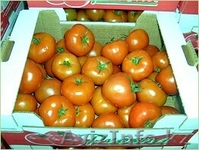 Польские помидоры и паприка крупным оптом  - Изображение #4, Объявление #54343