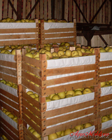 Предлагаем яблоко, сливы - свежие и на пром. переработку - Изображение #3, Объявление #75836