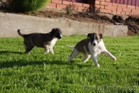 Настоящие аристократы собачьего мира-русская борзая. - Изображение #1, Объявление #78349