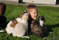 Настоящие аристократы собачьего мира-русская борзая. - Изображение #2, Объявление #78349